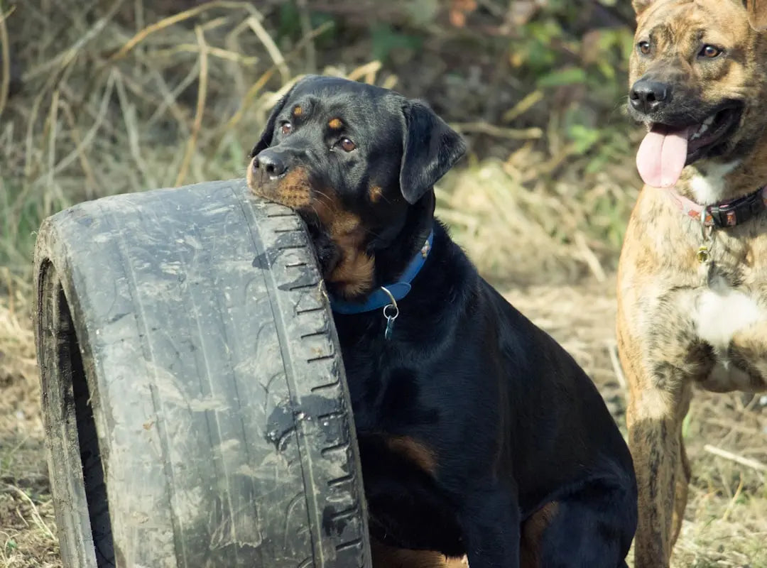 Must-Have Dog Toys That Will Keep Your Pup Entertained