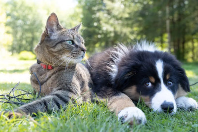 Ensure Optimal Heat for Your Pets with Reliable Heat Sources