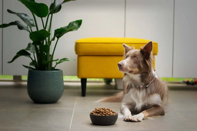 Solving Skin Issues with the Right Dog Food