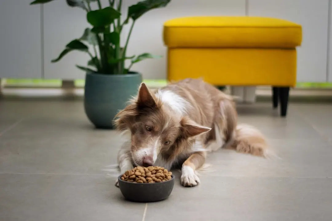 Delicious and Nutritious: Top Dog Food Recommendations