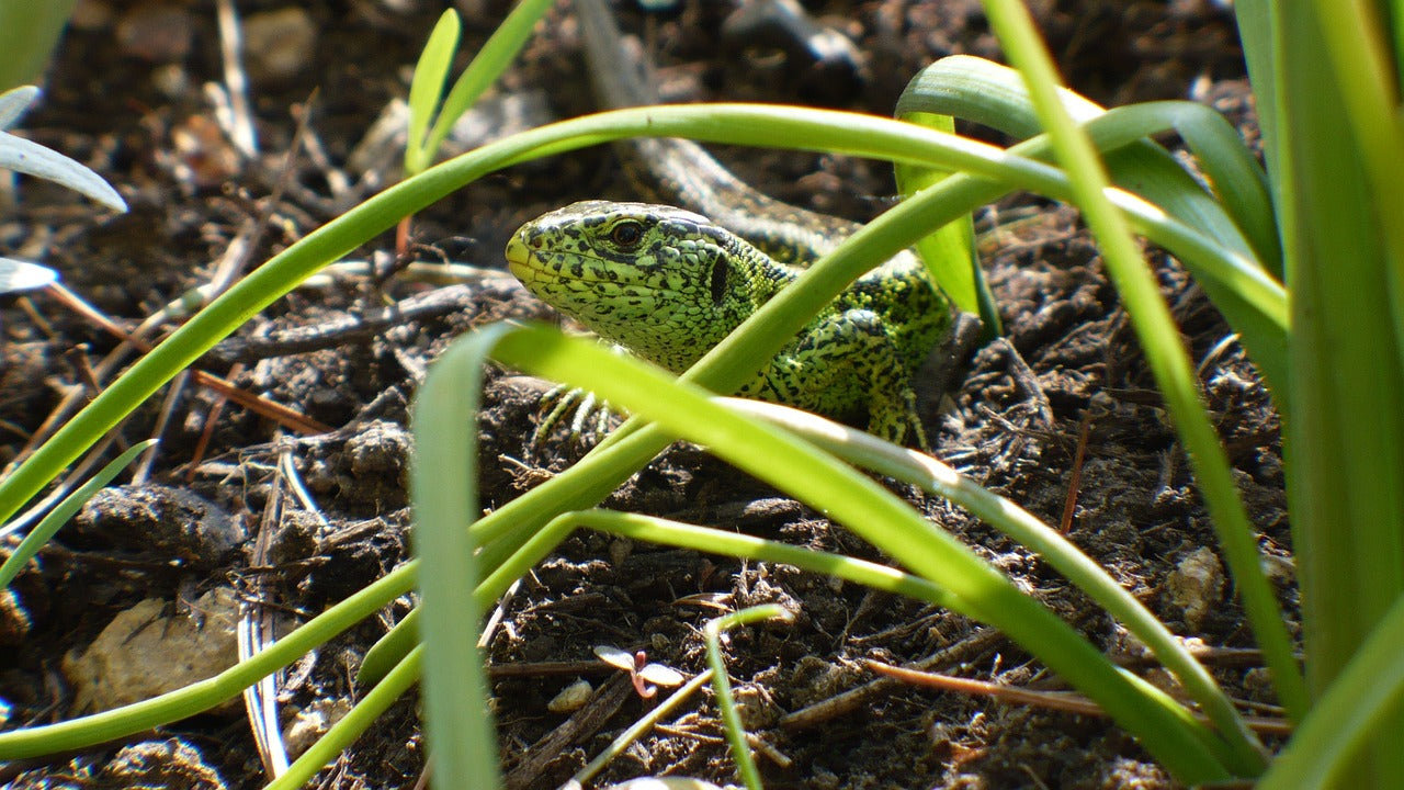 The Importance of Reptile Hides: Providing Shelter and Security for Your Reptilian Friends