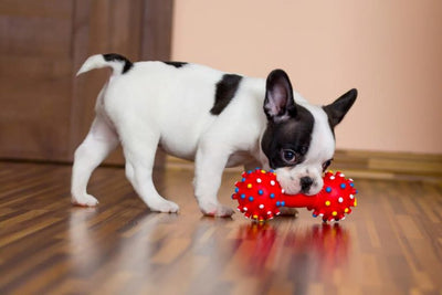 Why Do Dogs Like Squeaky Toys?