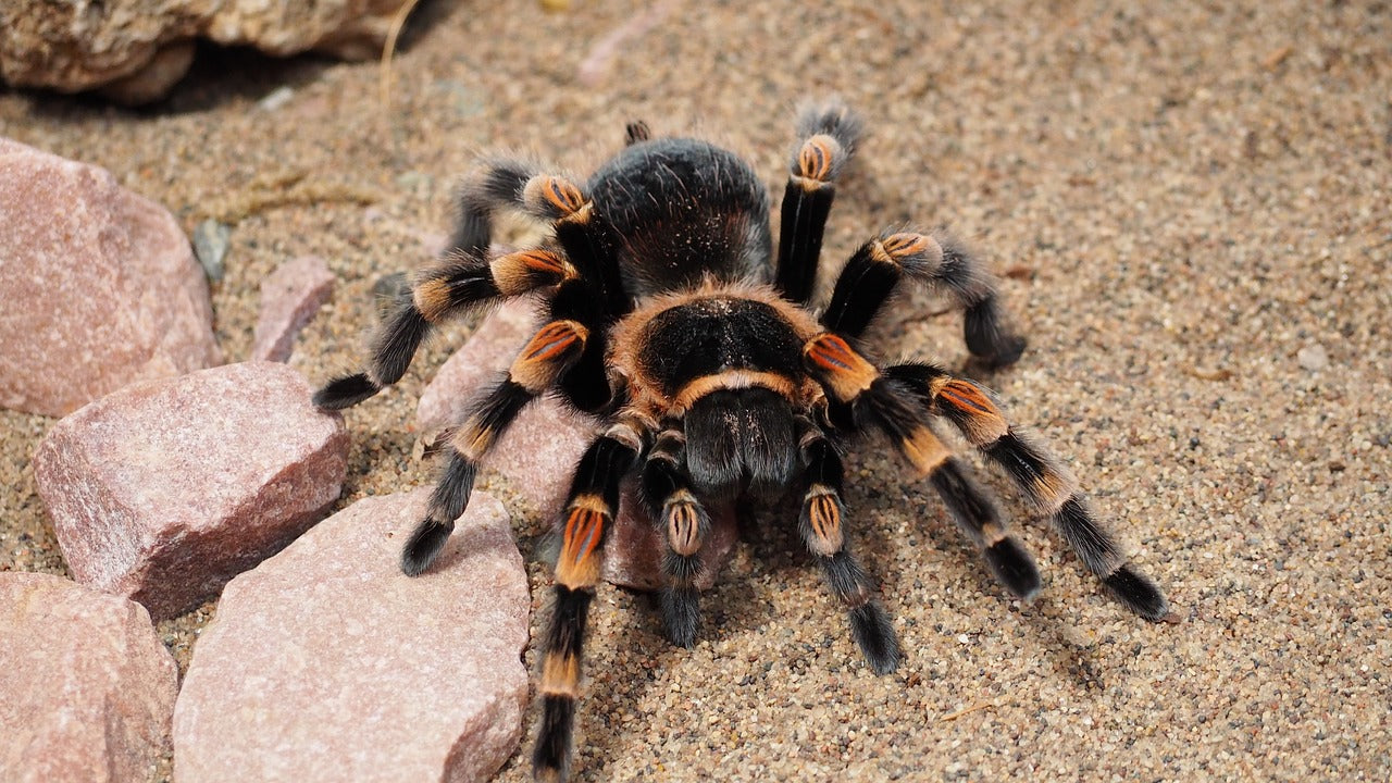 How to Care for a Tarantula