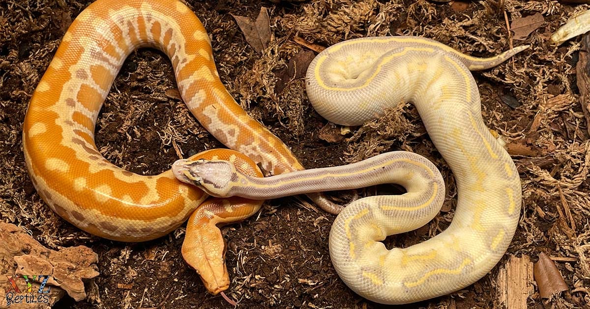 Tips On Breeding Snakes