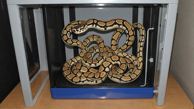 Choosing-the-Best-Ball-Python-Egg-Incubator Talis Us