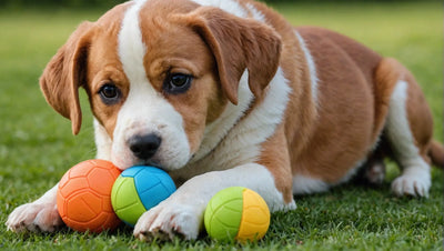 The Best Dog Toy for Training: Top 5 Options