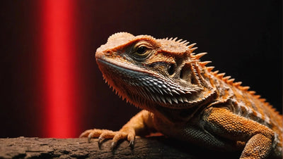 Bearded Dragon Care: Using Red Light at Night