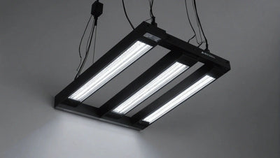 Everything You Need to Know About Arcadia UVB T5 Lights