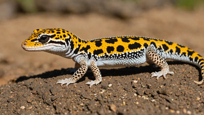 Understanding the Lifespan of Leopard Geckos