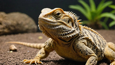 Understanding-Bearded-Dragon-Humidity-Needs Talis Us