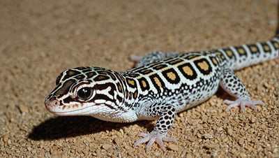 Identifying Male and Female Leopard Geckos