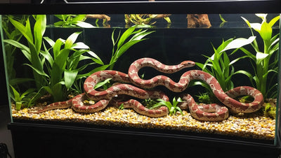 Essential-Guide-to-Corn-Snake-Enclosures Talis Us