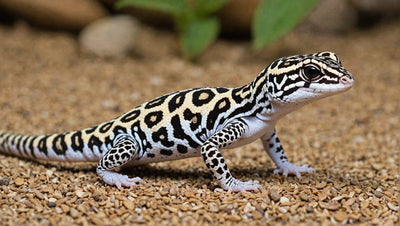 Essential Items for Your Leopard Gecko Kit