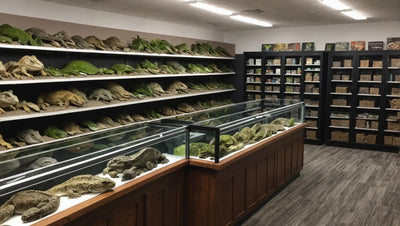 Talis Reptile Store in the US