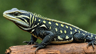 Tegu Lizard Diet: Tips for a Healthy Diet for Your Tegu Lizard