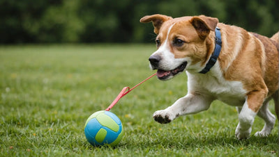 Interactive Toys for Dogs: Keeping Them Engaged and Active