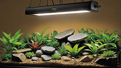 Zoo Med UVB Light: Essential for Reptile Health