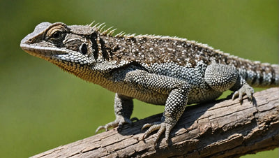 Texas Spiny Lizard: Exploring Food Habits