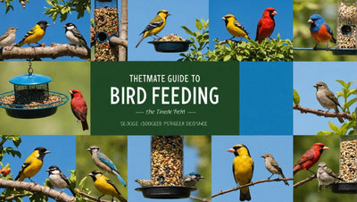 The Ultimate Guide to Bird Feeding