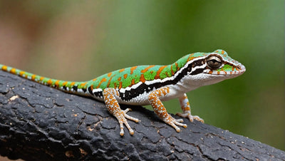 Mexican Gecko: A Guide to the Reptiles of Mexico