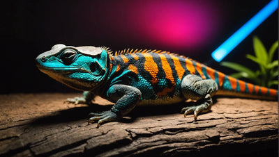 The Importance of UVB Lamps for Reptile Health