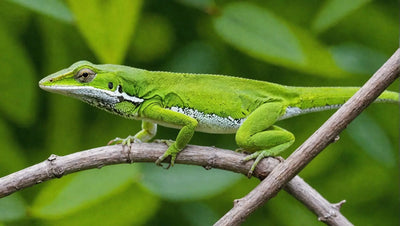 Green Anole Diet: Tips for a Healthy and Balanced Meal Plan