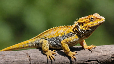 Bearded Dragon Diet: What to Feed Your Lizard for Optimal Health