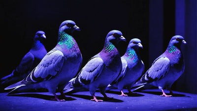 The Hidden Colors of Pigeons Under UV Light