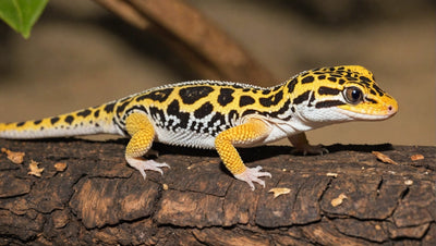 Essential Foods for a Healthy Leopard Gecko