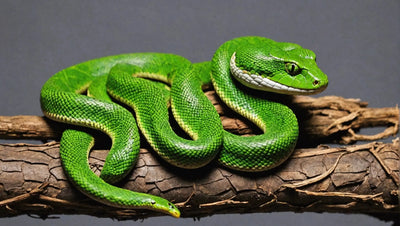 Snake Reptile Store - Find the Perfect Reptile for Your Home