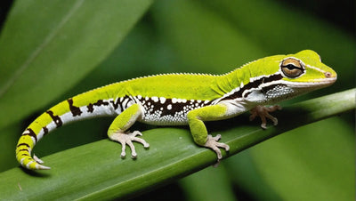 Vegetarian Geckos: A Guide to Herbivorous Lizards