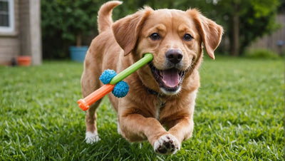 Bark Toys: Keep Your Dog Active and Entertained