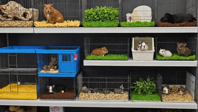 Small Animals at Talis-us pet store