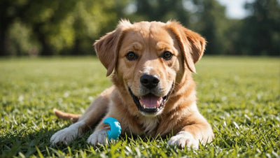 Keep Your Dog's Teeth Clean with These Fun and Engaging Toys