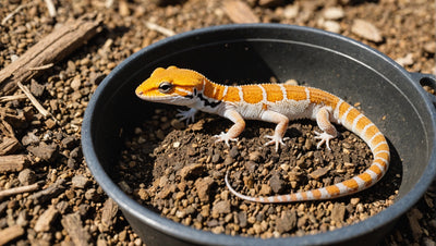 What does a leopard gecko need in a digging pan