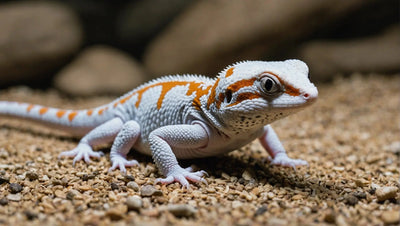 Leopard Gecko Heat: Understanding Temperature Requirements