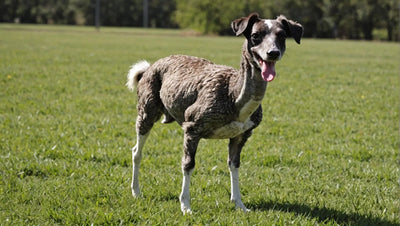 Ostrich Dog Bone: The Perfect Chew for Your Canine Companion