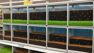 Ant Farm for Sale at Pet Store