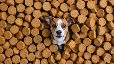 Finding the Perfect Freeze-Dried Treats for Your Pet's Taste