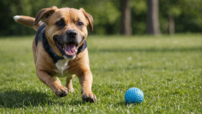 The Best Aggressive Chewer Toys to Keep Your Pets Busy and Happy