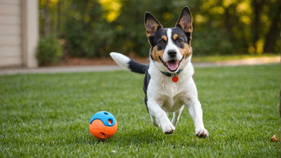 Get Your Dog Moving with These Exciting Outdoor Toys