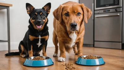 Upgrade Your Dog's Mealtime Experience with Premium Dog Feeders