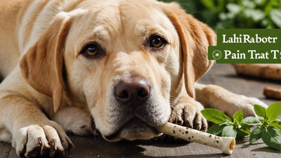 Natural Dog Treats for Joint Pain Relief