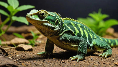 Best Reptiles for Small Tanks