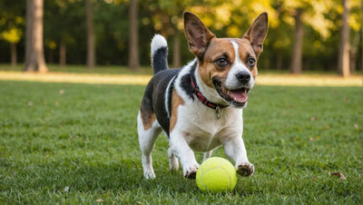 10 Must-Have Balls and Fetch Toys for Your Dog