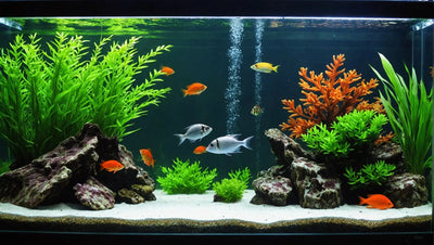 Keep Your Aquarium Warm with the Best Aquarium Heater