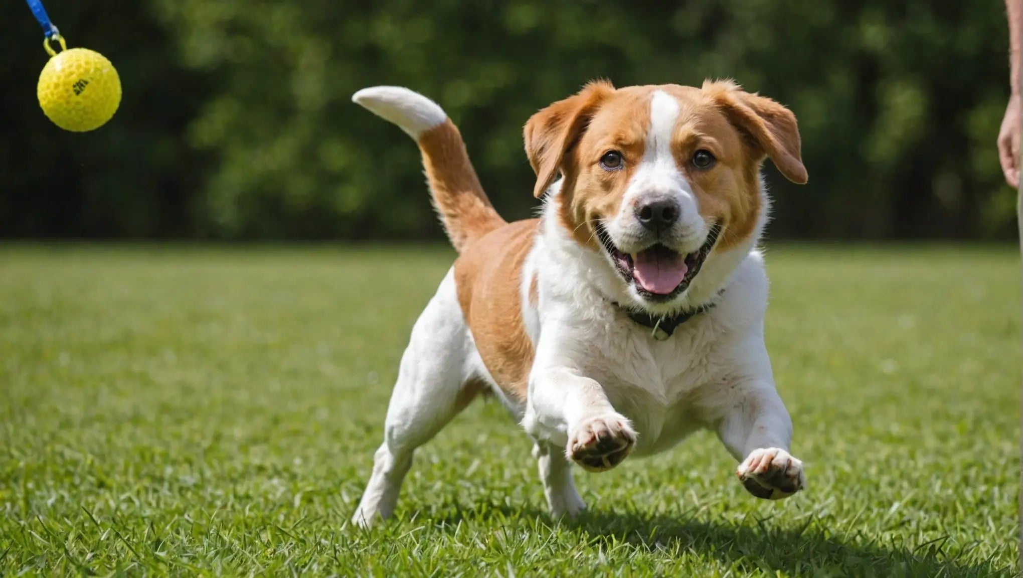 Balls for Dogs: Fun and Exercise in One Toy