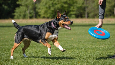 The Best Frisbee Toys for Dogs: Fun and Exercise in the Great Outdoors