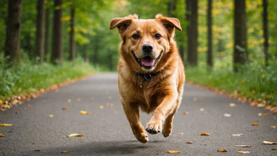 The Importance of Physical Exercise for Dogs: Tips and Tricks