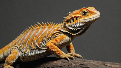 Mexican Bearded Dragon Care: A Guide to Raising a Healthy Pet